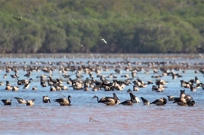 _800Jabiru Rock_Magpie Geese1213_m_3